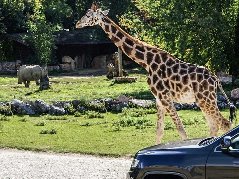 Safari d'Africa - Giraffa