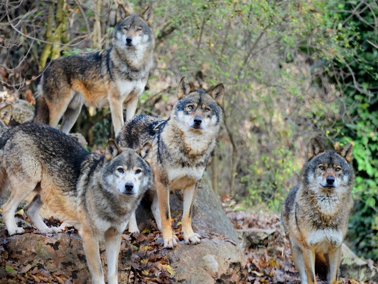 Fauna Patrk - Grey wolves