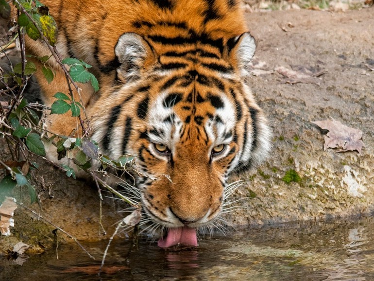 Fauna Park - Siberian tiger